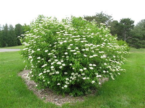 how to look after viburnum.